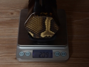 【已售】龙韵专业黑檀二胡 编号:12602